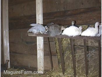 All the keets are sitting on a hay rack grate