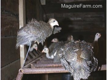 The baby birds perched on a hay rack. A keet is looking at its reflection in a metal mirrorwith another keet on top of the mirror.