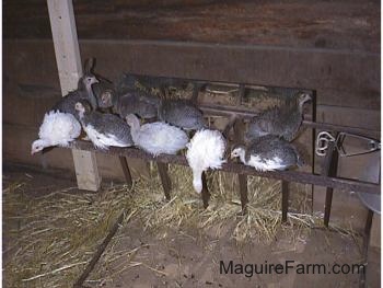Seven keets are looking forward on a metal hay rack that is sideways on the ground. There is one white keet hanging over and looking at the ground.