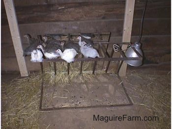 All the keets except one are facing forward on a metal grate. One is looking to the left