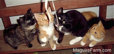 Four kittens lined up on a red wooden bench playing with a shoe string that is dangling in front of them.