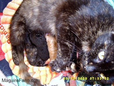 A calico cat on top of a colorful towel nursing a litter of kittens