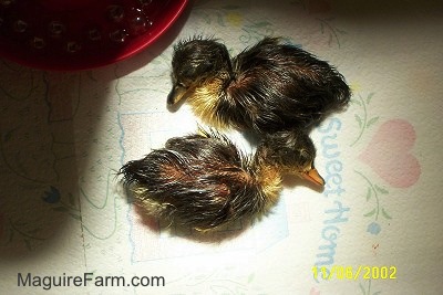 View from above - Two wet ducklings laying on their sides on a white paper towel that has ha heart with 'home sweet home' written on it