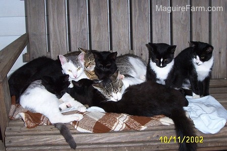 9 kittens laying on top of a brown and white blanket on a wooden glider.