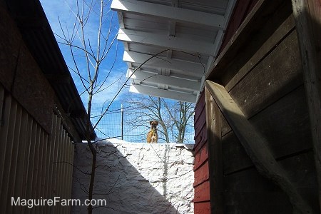 There is a large space between two buildings. There is a stone wall in the background. There is A Tan Boxer Dog standing behind the fence on the brick wall