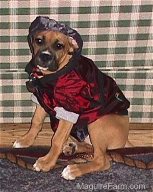 fawn Boxer puppy is in sports coat with the hood up. She is sitting in front of a couch
