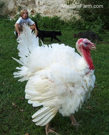 A Fluffy Male Turkey is facing the right. There is a black cat and a grey tiger cat walking towards each other and a girl with blonde hair kneeling in front of a stone wall behind it