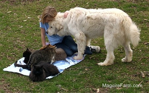 A blonde-haired girl is sitting on a blue towel with 5  cats on it. A white Great Pyrenees dog is putting his head onto the girls chest and the girl has her arm on the dog's back.