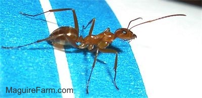 A red ant standing on a blue stripe of a pool floaty