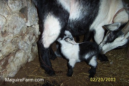 A black and white baby goat drinking milk from a its mother who is licking its back