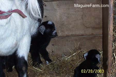 A black kid goat is walking under its white with black mother looking to the right. There is another black baby laying down in hay
