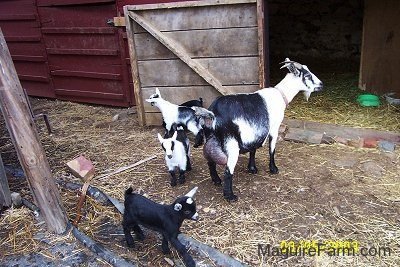 A black and white adult mother goat with her four kids. two are black and two are black and white. They are in front of a red barn with the stall door open.