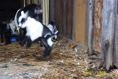 Action shot - A black and white kid goat is jumping around. A The mom goat is eating food out of a blue bowl with two other kids in the background. 