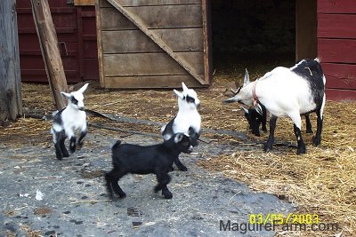 A black and white adult mother goat with her four kids. Both black and white goats are in mid air jumping and the black goats are walking and standing. they are all in front of an open barn stall door of a red barn.