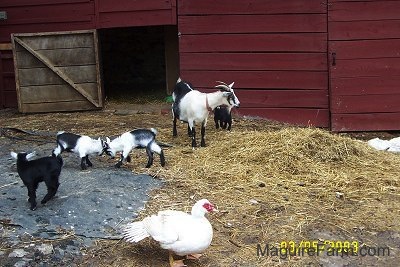 The black and white mother goat with her four kids and a muscovy duck. The two black and white kids are bucking one another head to head. The two black babies are standing on each side of the other goats and a white muscovy duck is walking across the front of the picture.