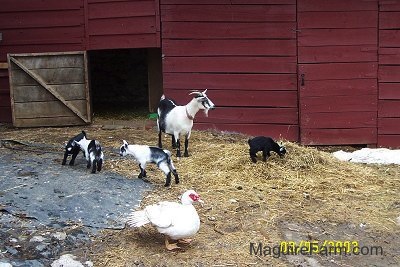 The black and white mother goat with her four kids and a muscovy duck in front of a red barn with a barn stall door open. The black kid goat and the black and white kid are bucking one another. The other two kids are on each side of their mother. The muscovy duck is walking across the front of the image.