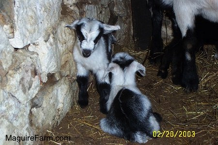 Two black and white kid goats are laying and sitting next to a stone wall with an adult goat standing behind them