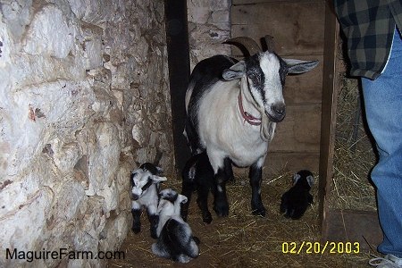 A white and black goat are in a barm stall with four baby kid goats.