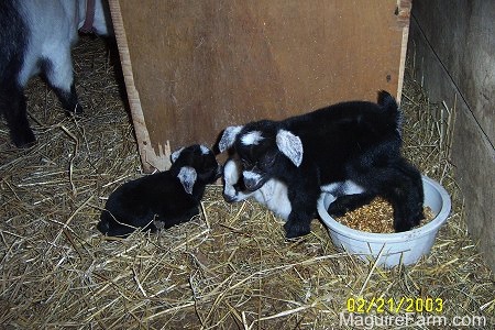 A black kid goat is standing in the feed bowl. Two other babies are laying down next to it. The mother goat is off to the top left side of the picture.