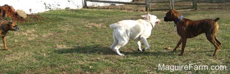 The yellow Labrador is running around the brown brindle Boxer. The fawn Boxer dog is in the background watching.