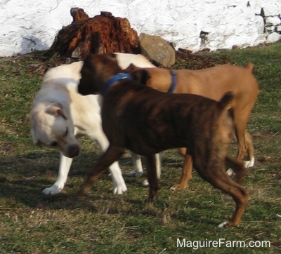 The yellow Labrador is playing with the brown brindle Boxer. The fawn Boxer dog is running in-between them
