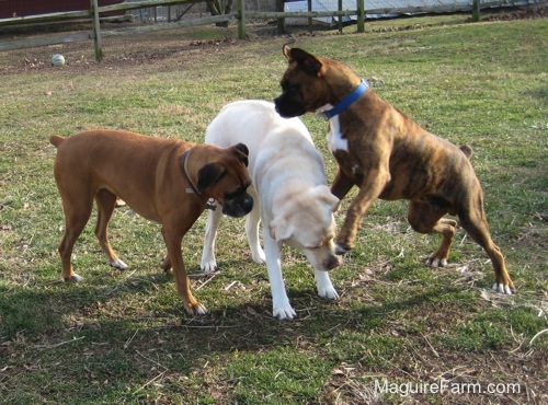 The brown brindle Boxer Dog is jumping in the air at the yellow Labrador. The fawn Boxer is moving in looking down at the Lab's neck