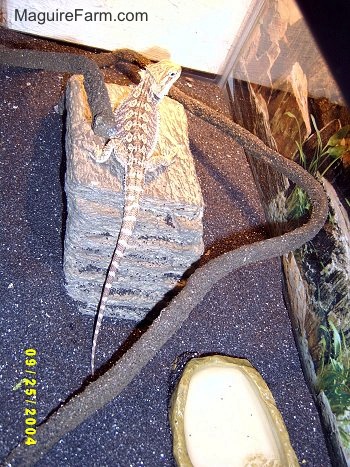 view from the top - A bearded dragon lizard on a rock bridge inside of a fish tank with black sand.