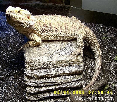 A bearded dragon is resting on a pile of rocks.