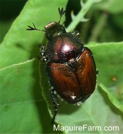 A Japanese Beetle on a green leaf