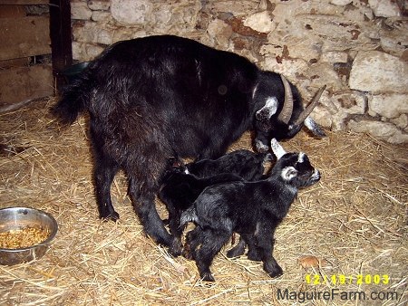 A black mother nanny goat with her three black kids inside of a barn stall on hay. Two black kids are drinking milk from the mother. The third black baby kid goat is looking forward. There is a metal bowl of feed behind them. The one wall in the stall is painted white stone and the other is wood.