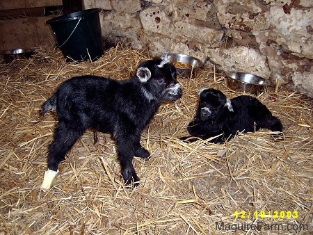 Two black kid goats standing and laying in hay. There is a black bucket and two silver metal feed bowls in the background. One of the goats has a white bandage around its back leg.