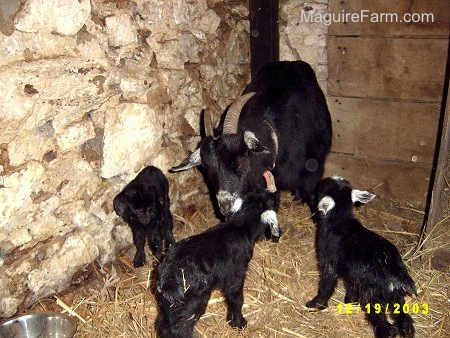 A black mother nanny goat with her three black kids inside of a barn stall on hay. The mother has her head lowered to the babies.