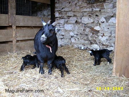 A black mom goat with her three black kids. Two kids are nursing and the other is standing off to the side inside of a barn stall that has a white stone wall.