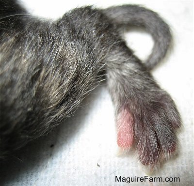 Close up - the tiny back foot of a newborn kitten