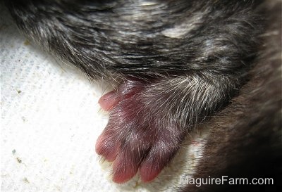 Close up - the iny foot of a newborn kitten