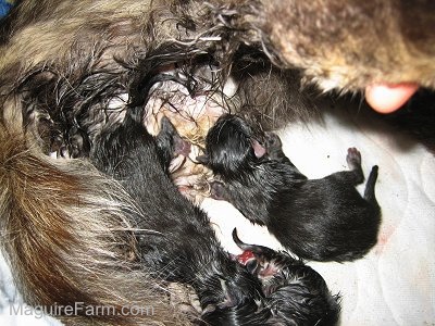 wet newborn kittens laying next to their wet mother who is giving birth
