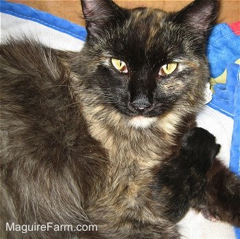 Close up upper body shot - A calico cat 