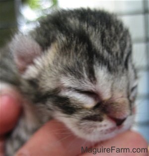 Close up - the face of a newborn shorthaired gray tiger tiger kitten in a person's hand