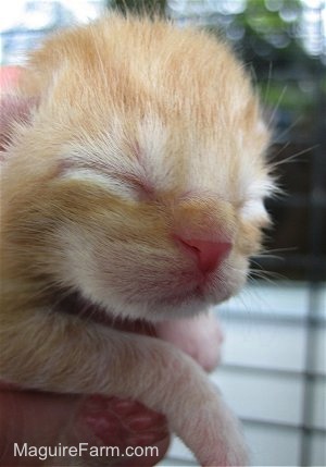 Close up - the face of a newborn shorthaired orange tiger kitten in a person's hand