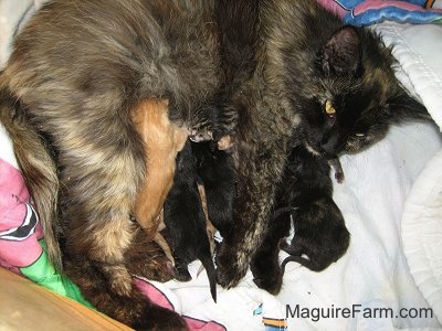 A calico cat nursing her newborn kittens