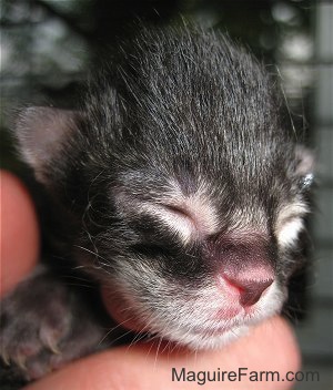 Close up - the face of a newborn medium-haired tiger kitten