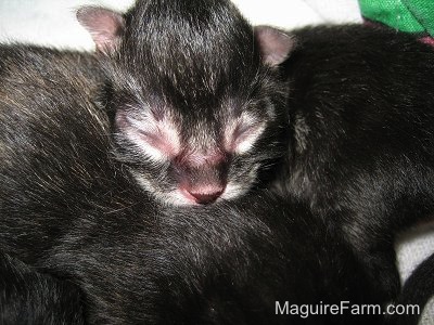 Close up - a newborn medium-haired tiger kittens nursing from its mother.