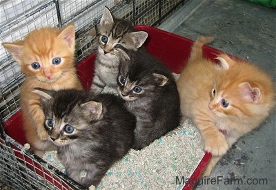 A litter of 5 kittens, three gray tigers and two orange tigers are in a little red litter box full of cat litter inside of a dog crate.