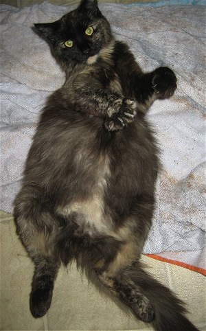 A pregnant calico cat laying belly-up on a towel on a tiled floor.