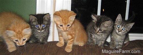 A litter of five kittens all lined up on the back of a couch.