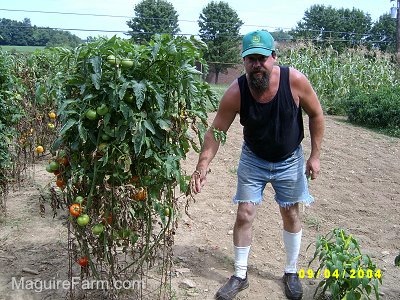 Bob standing next to tomato plants in a garden