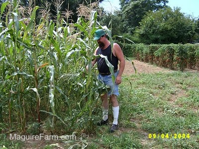 Bob Working on a Garden of tall corn stalks