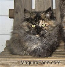 Close Up - A black, tan and orange calico kitten is laying on a wooden glider swing