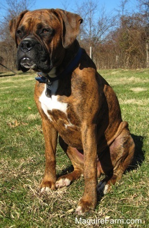 A brown brindle Boxer dog with a white spot on his chest is sitting in a field. There is a treeline in the background