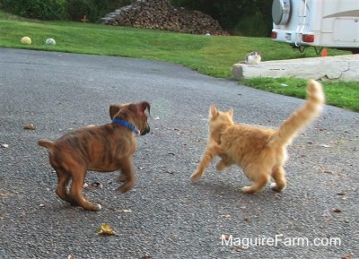 The brown brindle Boxer puppy is running after an orange cat on a blacktop. There is a brey and white cat watching on a stone wall in the background